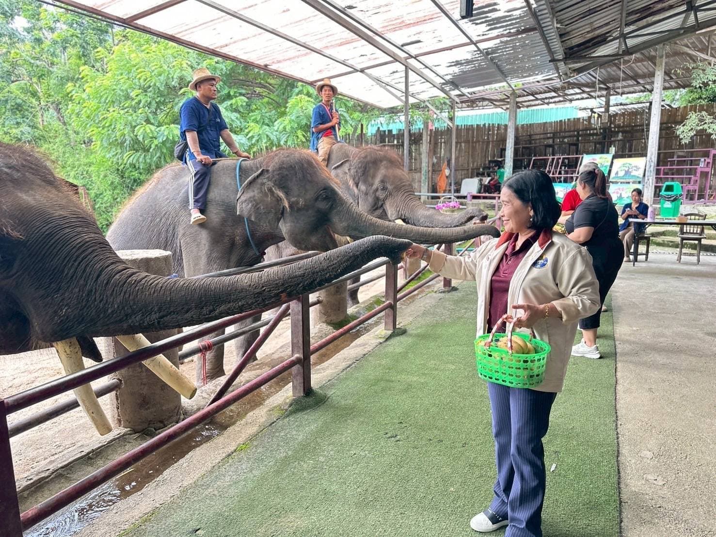 รองปลัดฯ ท่องเที่ยวและกีฬา ลงพื้นที่สำรวจ “ปางช้างแม่แตง” จังหวัดเชียงใหม่ ดันการท่องเที่ยวเชิงอนุรักษ์ในช่วง Green Season พร้อมเน้นย้ำมาตรการความปลอดภัย